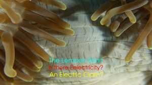 Lembeh Electric-Clam