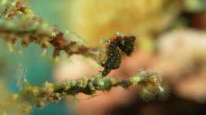 Gangga-pygmy_seahorse